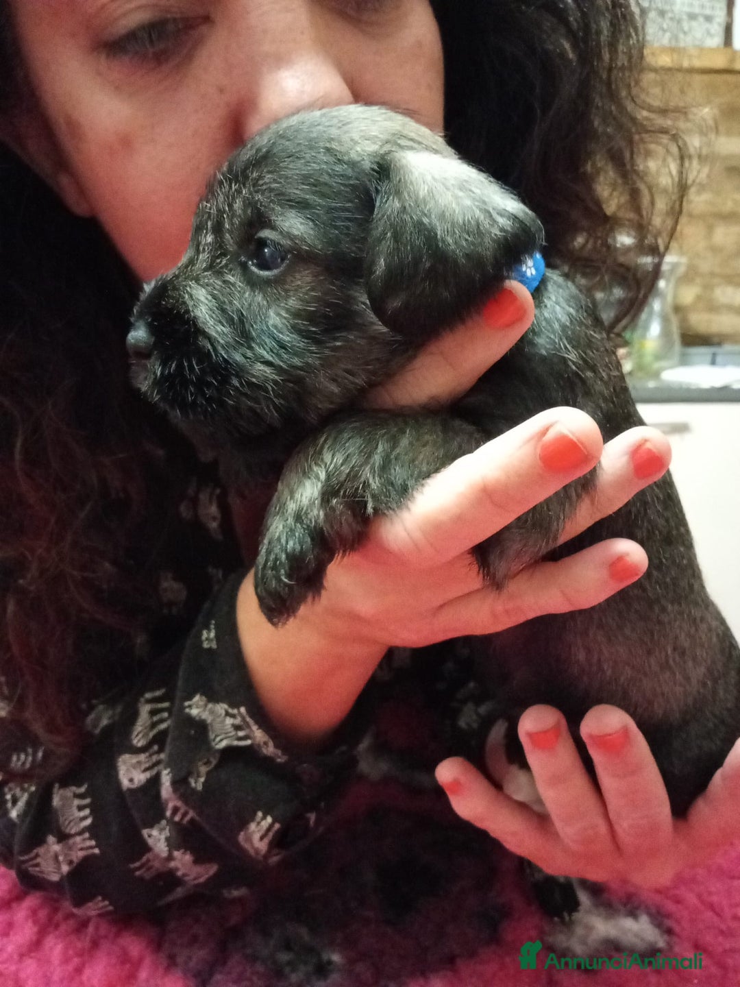 Mini Schnauzer cani in vendita: cuccioli di zwergschnauzer pepe sale - Annuncio 9