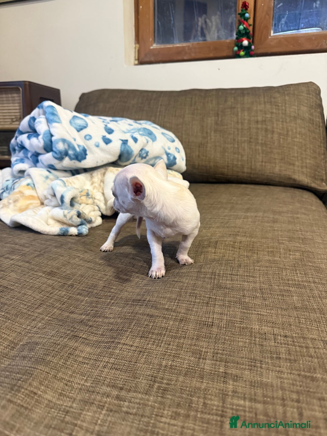 Chihuahua cani in vendita: Chihuahua di 2 mesi maschio - Annuncio 4