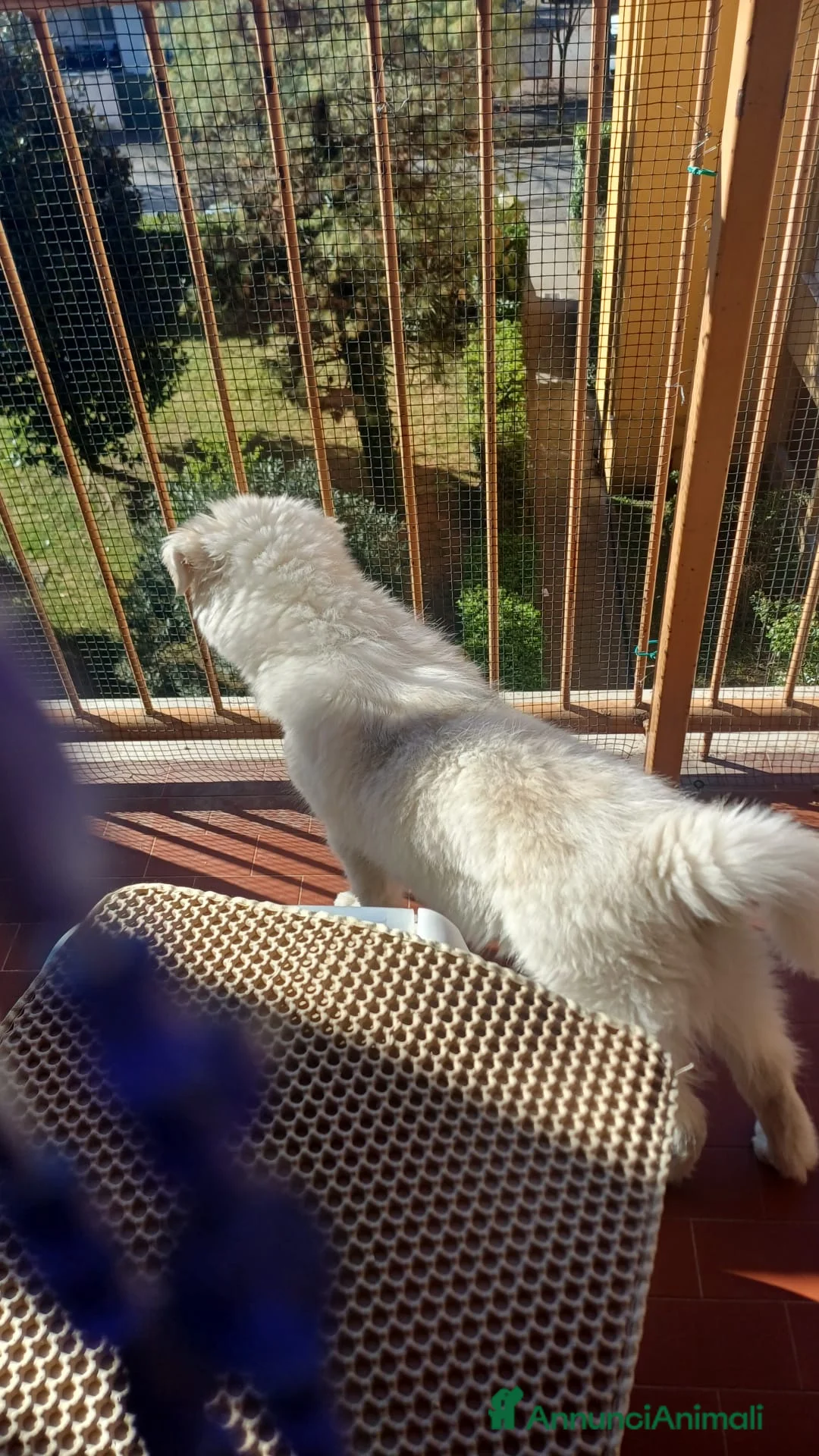 Meticcio cani in regalo: CUCCIOLO DOLCISSIMO a Città metropolitana di Milano - Annuncio 11