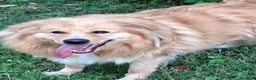 Meticcio cani in regalo: DIOR BELLISSIMO CAGNOLINO FULVO - Annuncio 2