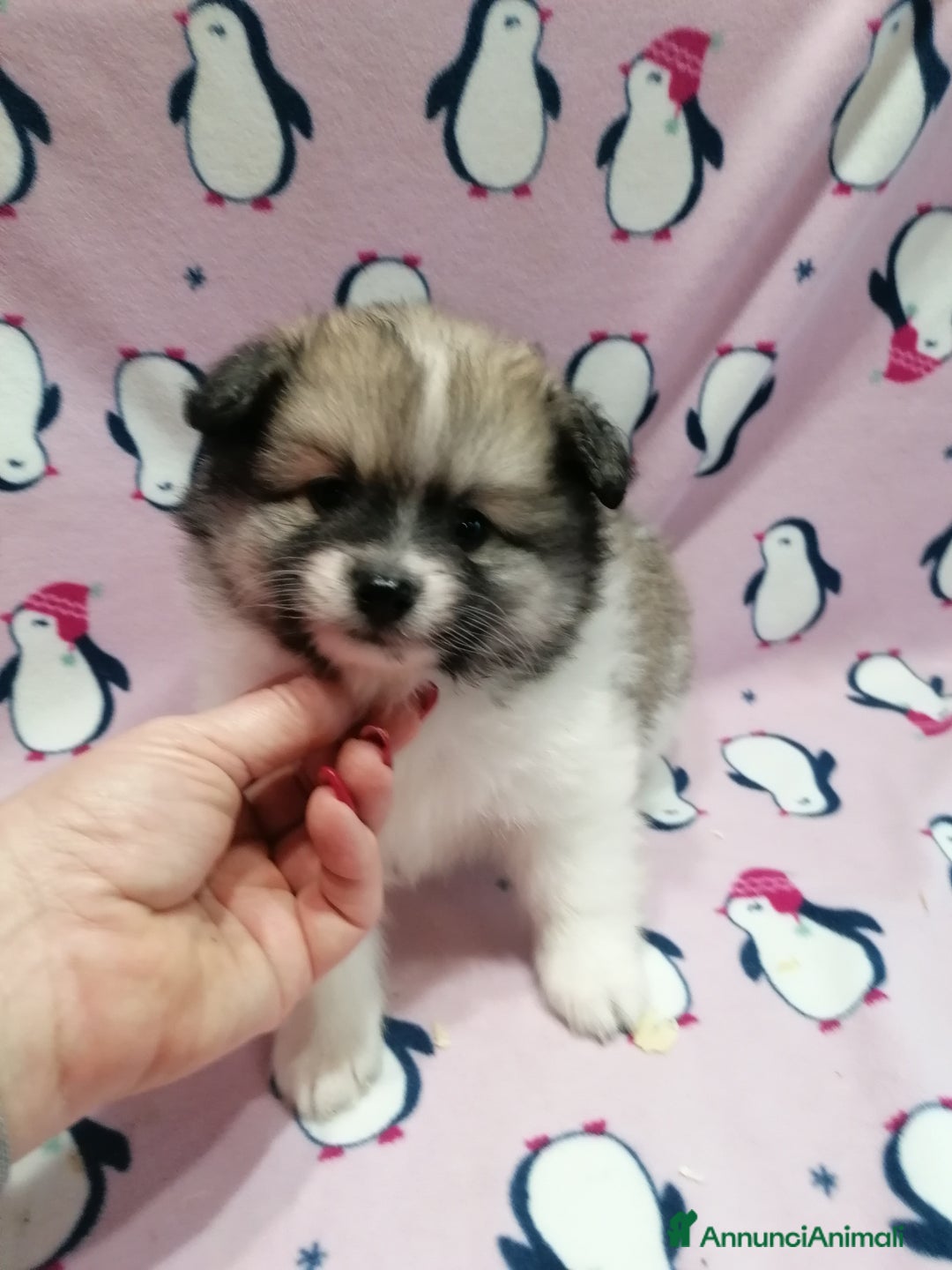 Volpino Pomerania cani in vendita: Volpino Pomerania cucciole femmine - Annuncio 3