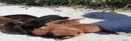Meticcio cani in regalo: CAGNOLINI E CUCCIOLI - Annuncio 6