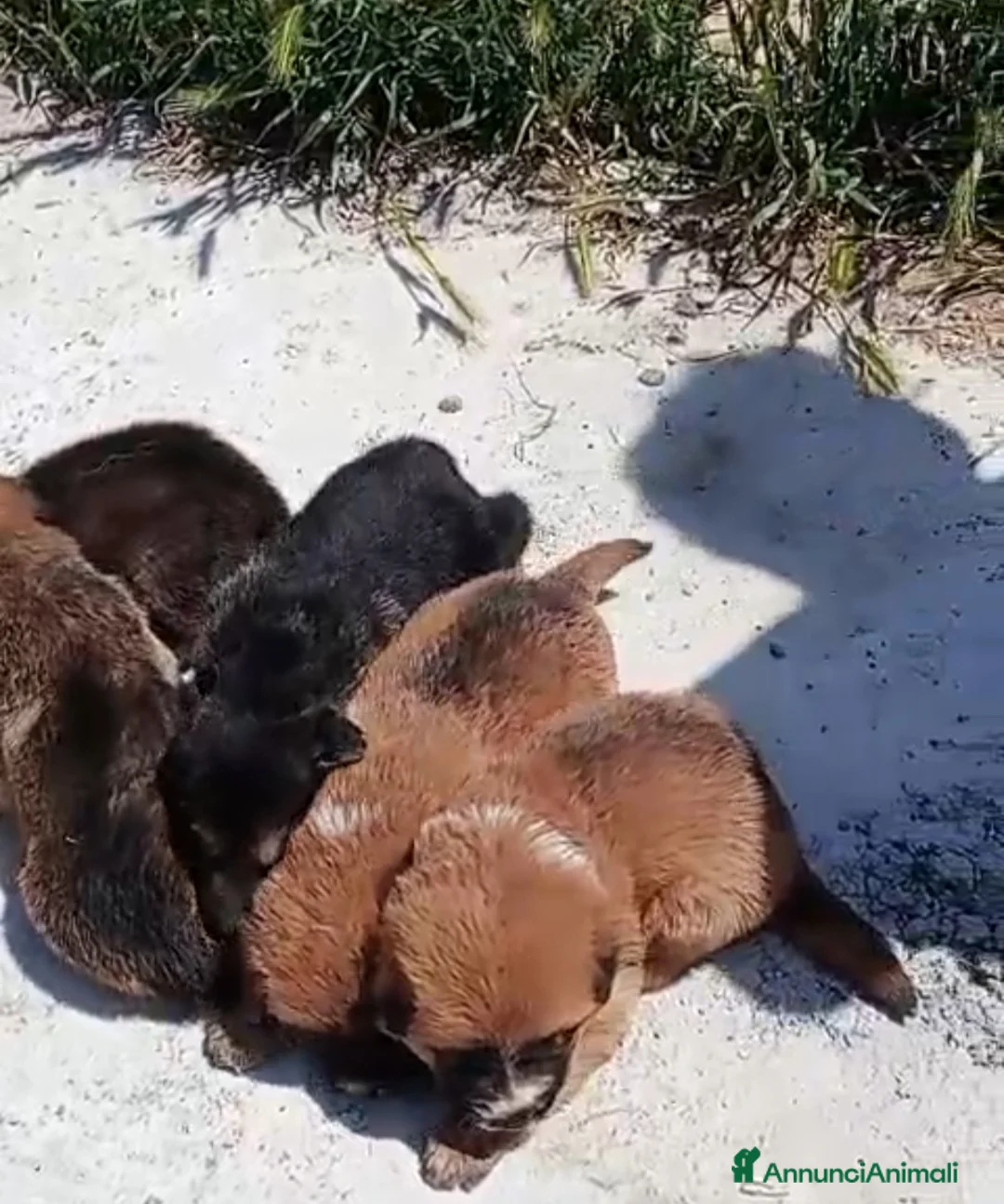 Meticcio cani in regalo: CAGNOLINI E CUCCIOLI - Annuncio 6