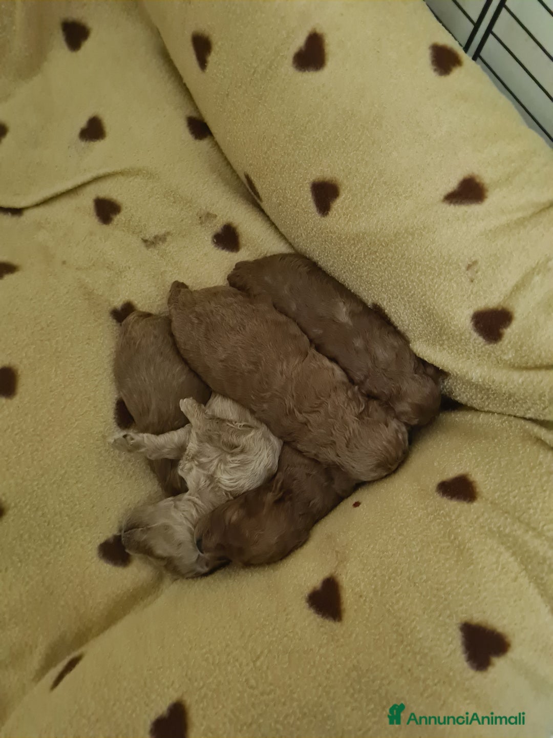 Barboncino Toy cani in vendita: VENDO CUCCIOLI DI BARBONCINO TOY - Annuncio 20