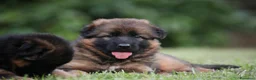 Pastore Tedesco cani in vendita: Pastore tedesco grigio a pelo lungo. Vera rarità - Annuncio 1