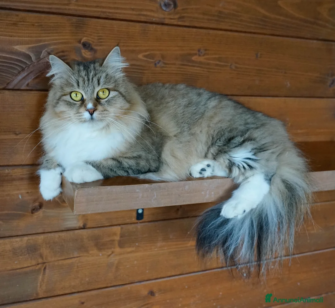 Immagine della galleria {{count}}