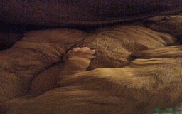 Vizsla cani in vendita: Cucciolata Vizla - Bracco Ungherese - Immagine 8