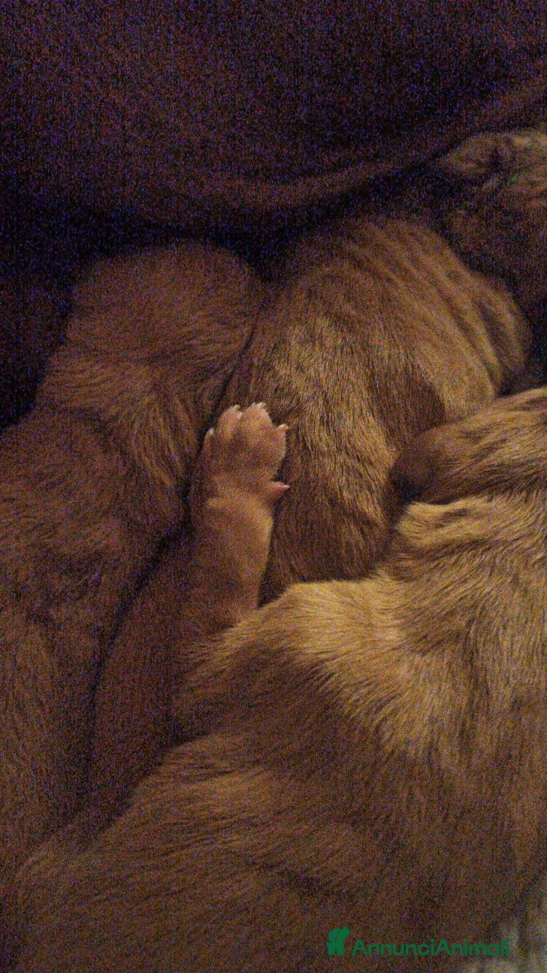 Vizsla cani in vendita: Cucciolata Vizla - Bracco Ungherese - Immagine 8