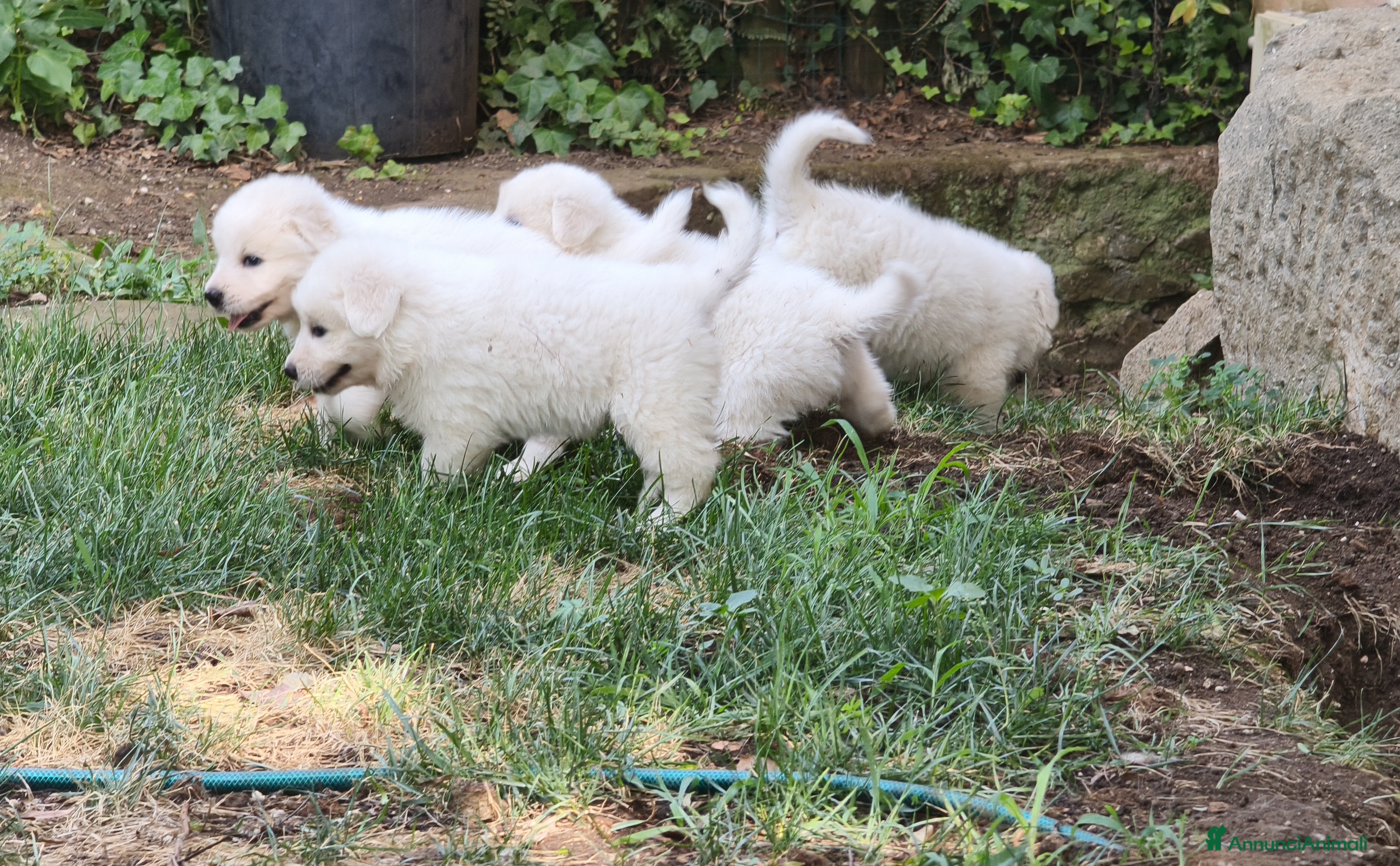 Pastore Abbruzzese Maremmano cani Cuccioli di Pastore Maremmano con Pedigree - Annuncio 1