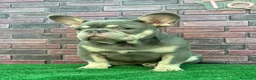 Bulldog Francese cani in vendita: Bulldog francese  a Città Metropolitana di Napoli - Annuncio 4