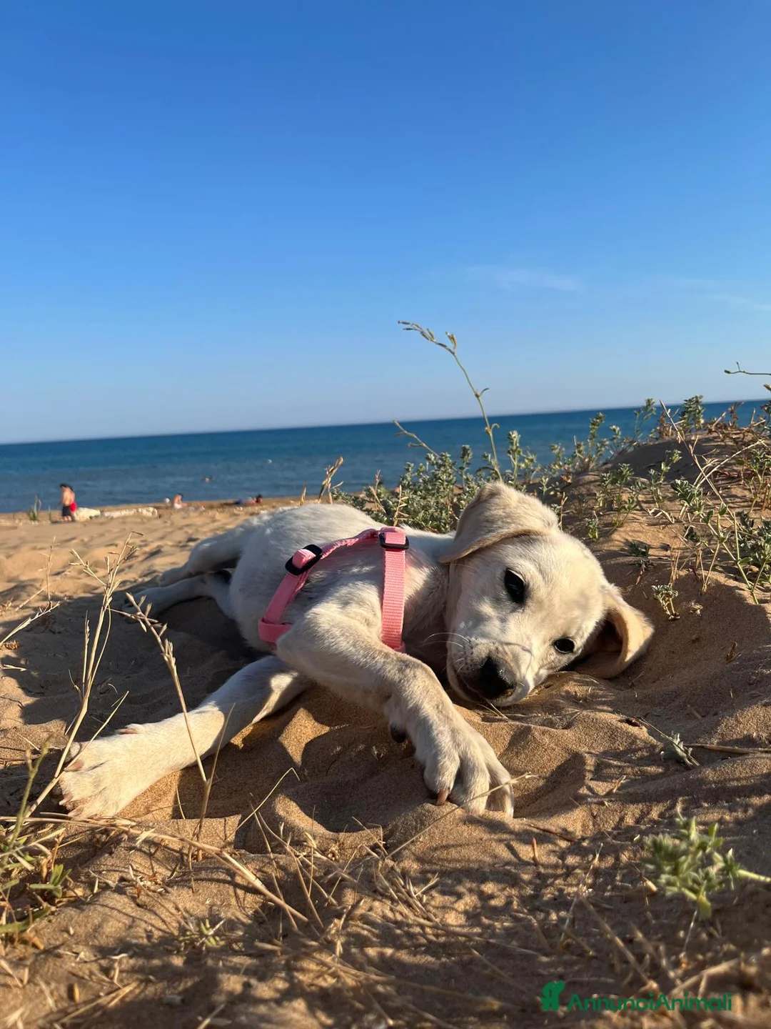 Meticcio cani in regalo: Rachele dolcissima cucciola - Annuncio 6