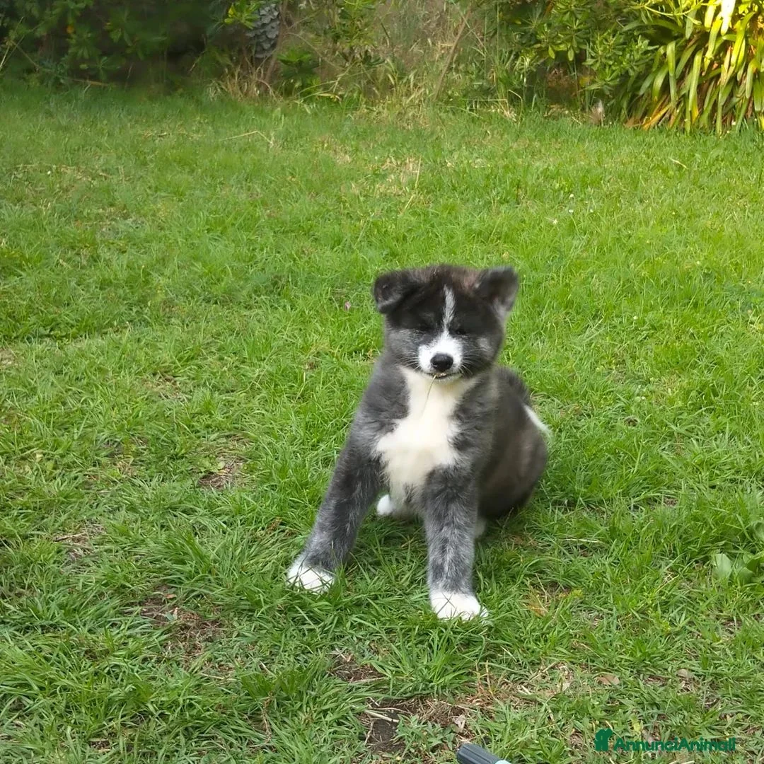 Akita Inu cani in vendita: AKITA - Annuncio 2
