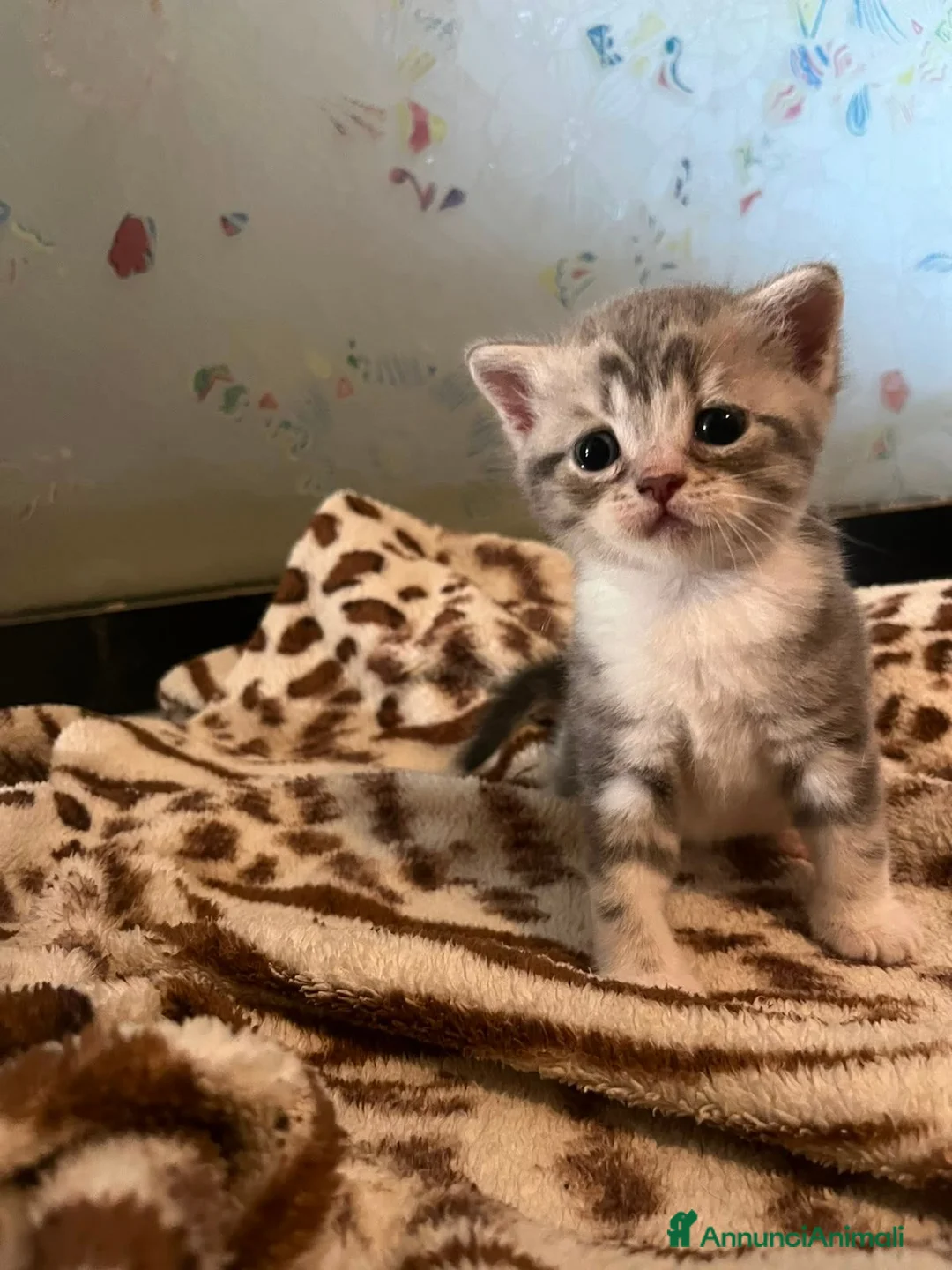 Scottish gatti in vendita: Cucciolata di gatti scottish fold e straight  a Città metropolitana di Roma Capitale - Annuncio 2