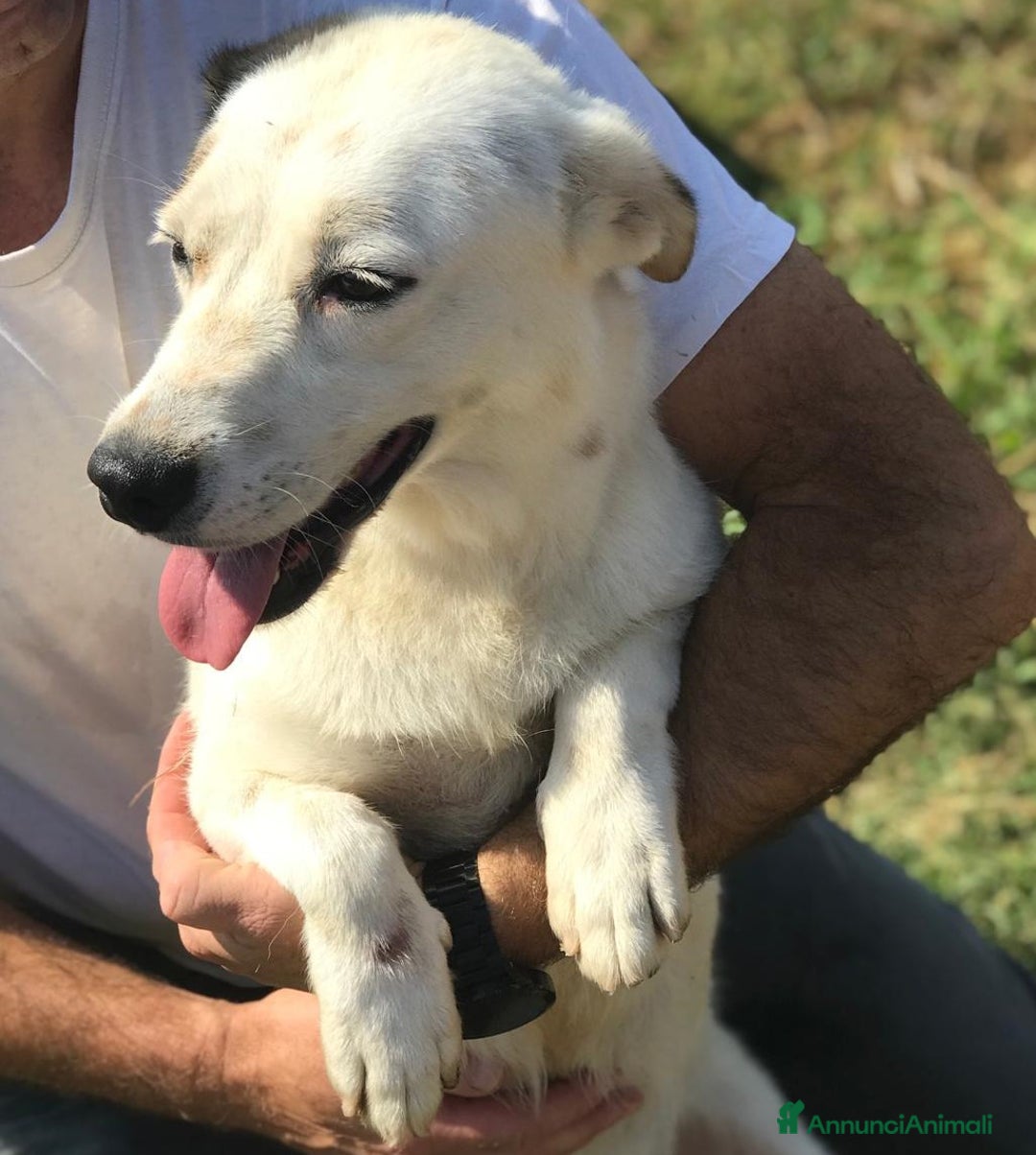 Meticcio cani in regalo: Lisa dolcissima mix jack- bassotto a Provincia di Latina - Annuncio 6