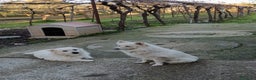Volpino Italiano cani in vendita: cuccioli di volpino italiano  - Annuncio 7