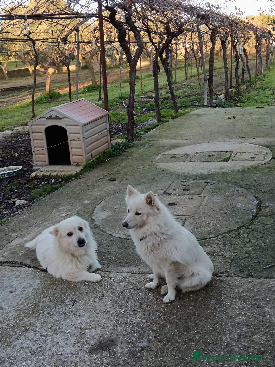 Volpino Italiano cani in vendita: cuccioli di volpino italiano  - Annuncio 7