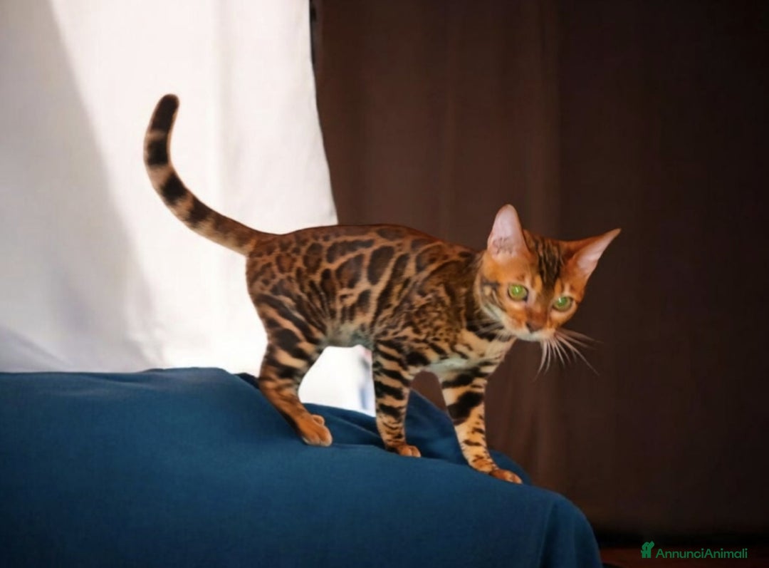 Bengala gatti in vendita: Gattina Bengala  - Annuncio 2
