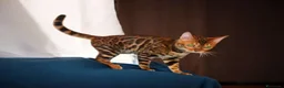Bengala gatti in vendita: Gattina Bengala  - Annuncio 2