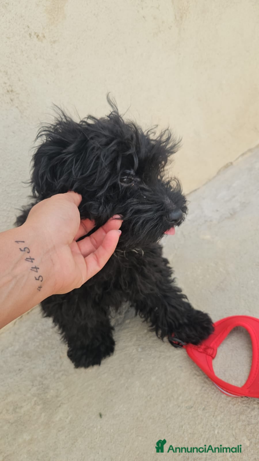 Barboncino cani Bibi: barboncino Toy socievole con tutti - Annuncio 3