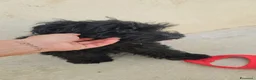 Barboncino cani in regalo: Bibi: barboncino Toy socievole con tutti - Annuncio 1