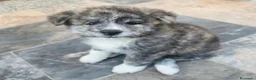 Akita Inu cani in vendita: Cuccioli di Akita Inu tigrate  - Annuncio 5