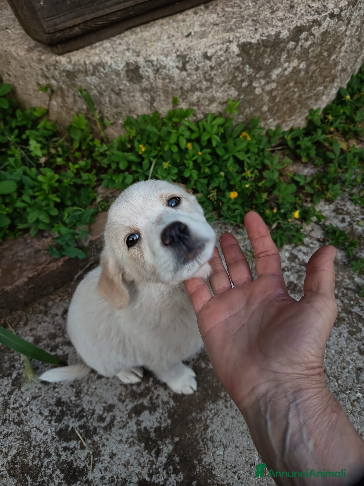 Meticcio cani UNA MAMMA PER VIRGOLA - Annuncio 4