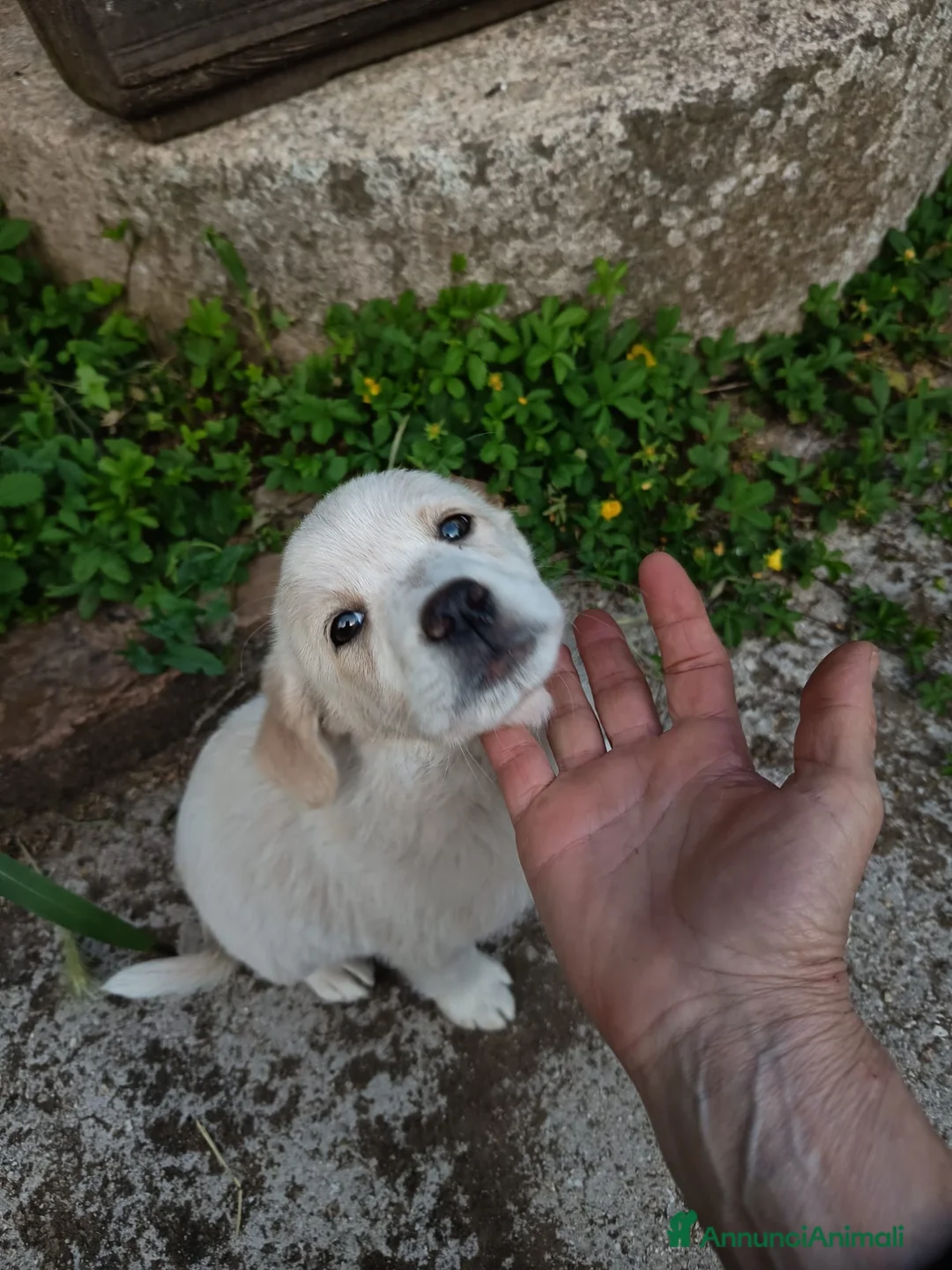 Meticcio cani in regalo: UNA MAMMA PER VIRGOLA a Provincia di Varese - Annuncio 1