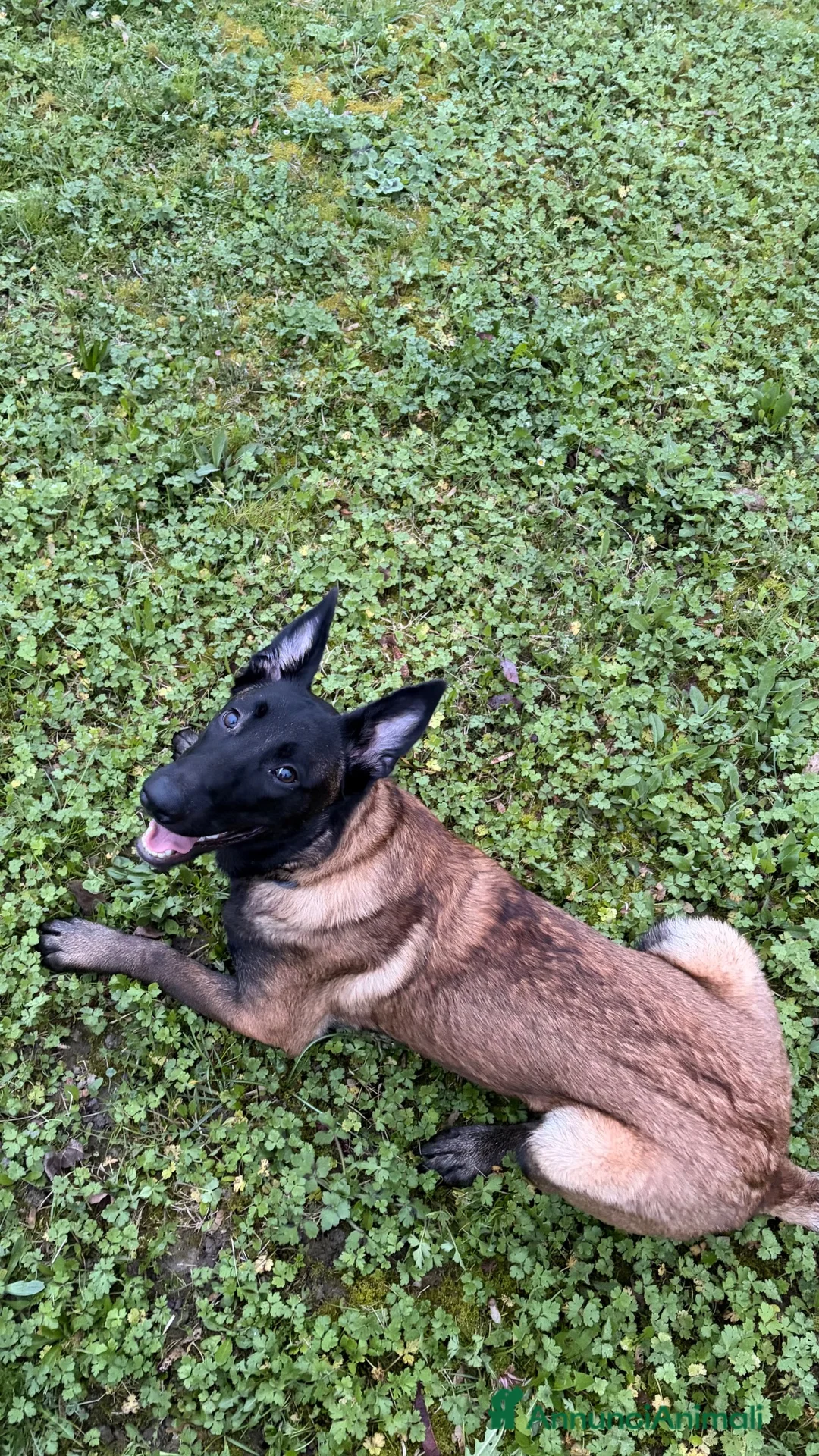 Pastore Belga cani in vendita: Vendo Pastore Belga a Città metropolitana di Palermo - Annuncio 2