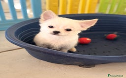 Chihuahua cani in vendita: Ultimo cucciolo chihuahua maschio pelo lungo a Provincia di Foggia - Immagine 3