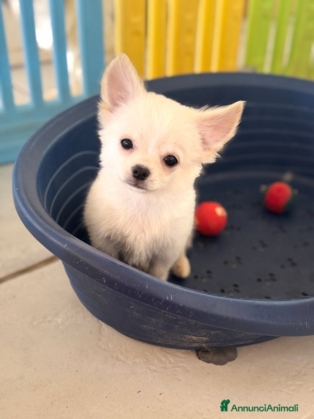 Chihuahua cani in vendita: Ultimo cucciolo chihuahua maschio pelo lungo a Provincia di Foggia - Immagine 3