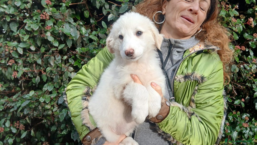 Meticcio cani in regalo: GLORY HA BISOGNO DI UNA FAMIGLIA PER LA VITA - Annuncio 3