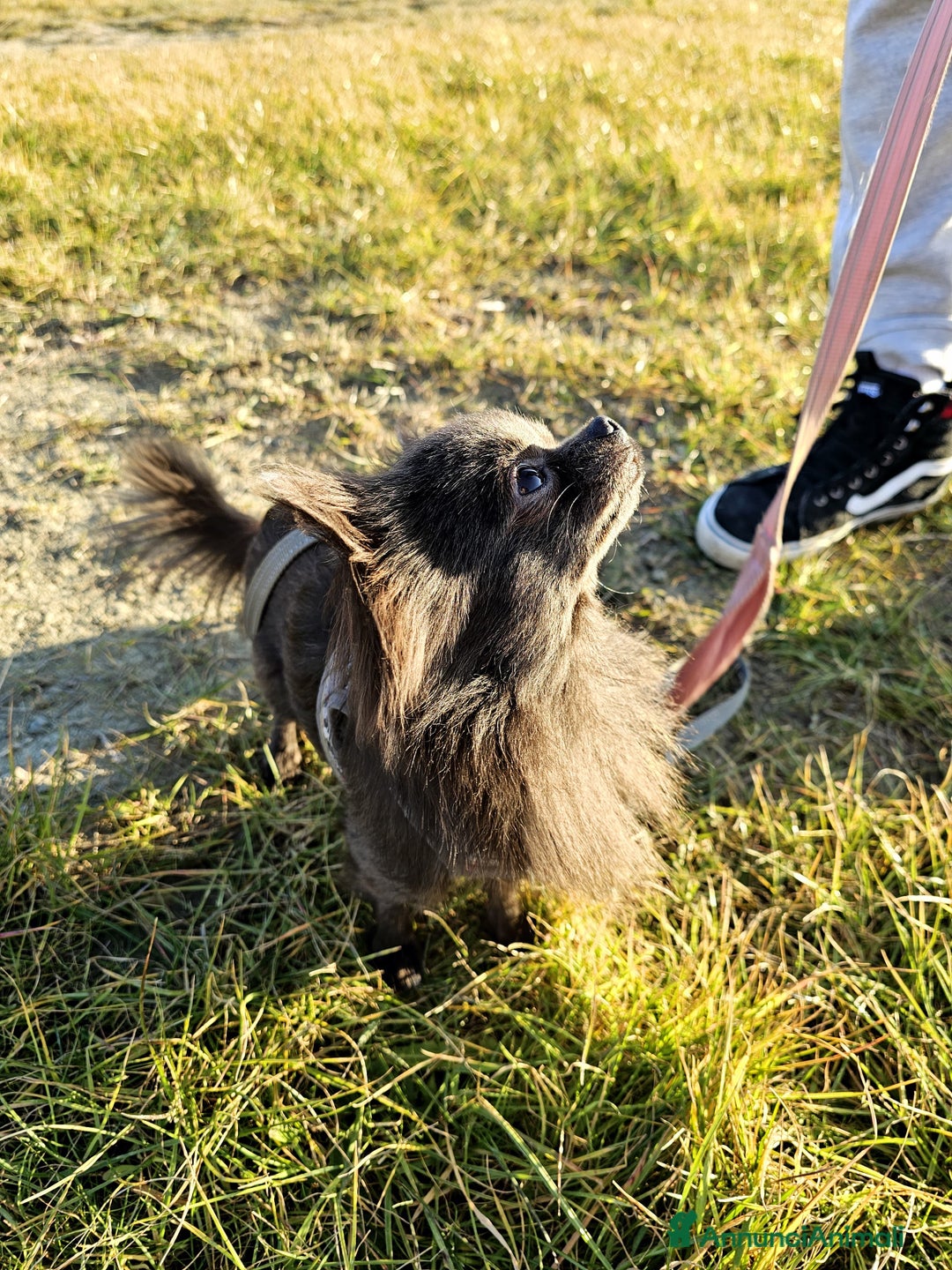 Chihuahua cani in vendita: Chihuahua maschio - Annuncio 4