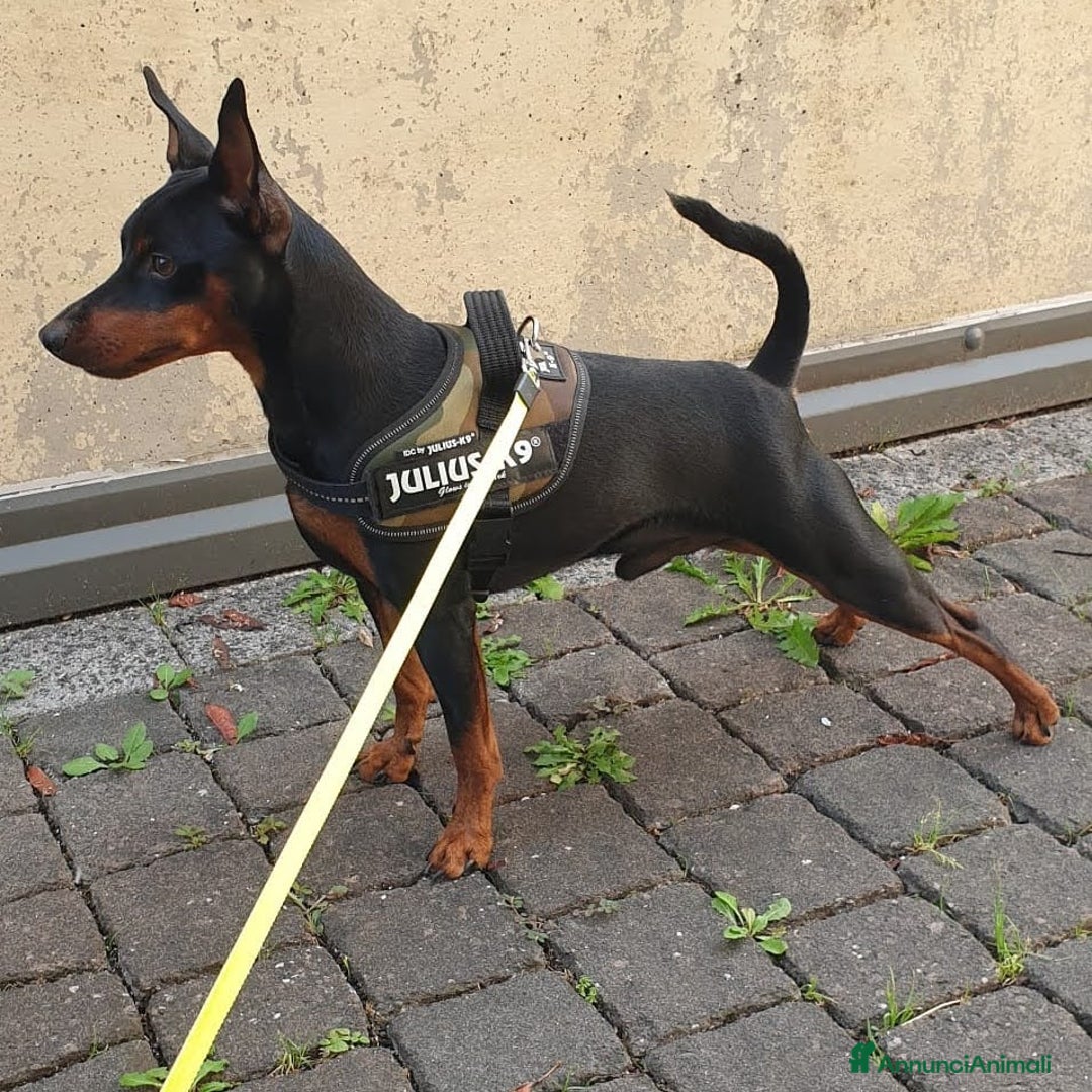 Immagine della galleria {{count}}