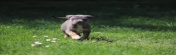 Pitbull cani in vendita: Pit Bull con pedigree anche a rate  - Annuncio 25