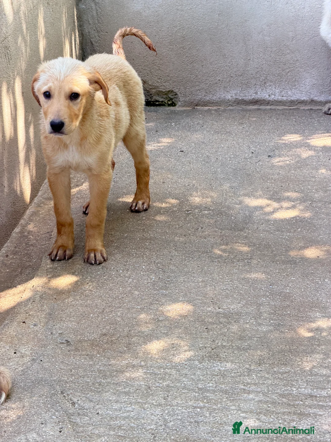 Meticcio cani in regalo: Ale maschio a Provincia di Como - Annuncio 2