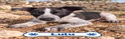 Meticcio cani in regalo: 🐾❤️ QUATTRO PICCOLE MERAVIGLIE CERCANO CASA ❤️🐾 - Annuncio 4