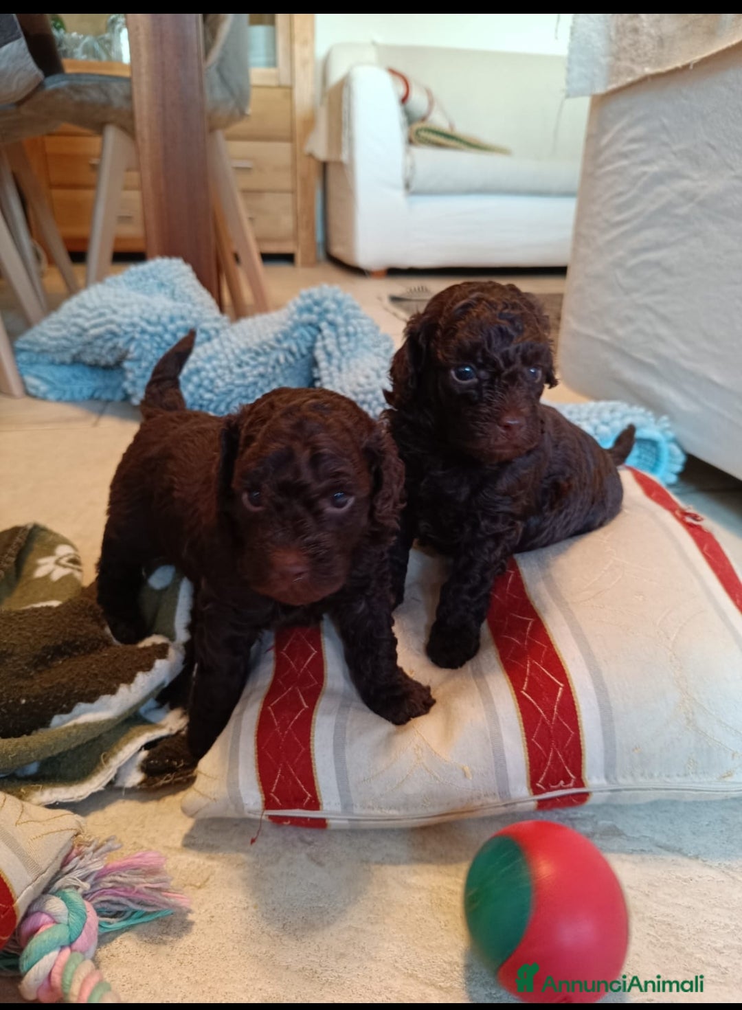 Barboncino cani in vendita: Barboncini - Annuncio 1