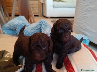 Barboncino cani Barboncini - Annuncio 1