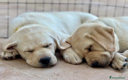 Labrador cani in vendita: Cuccioli di Labrador Retriever a Provincia di Prato - Immagine 4