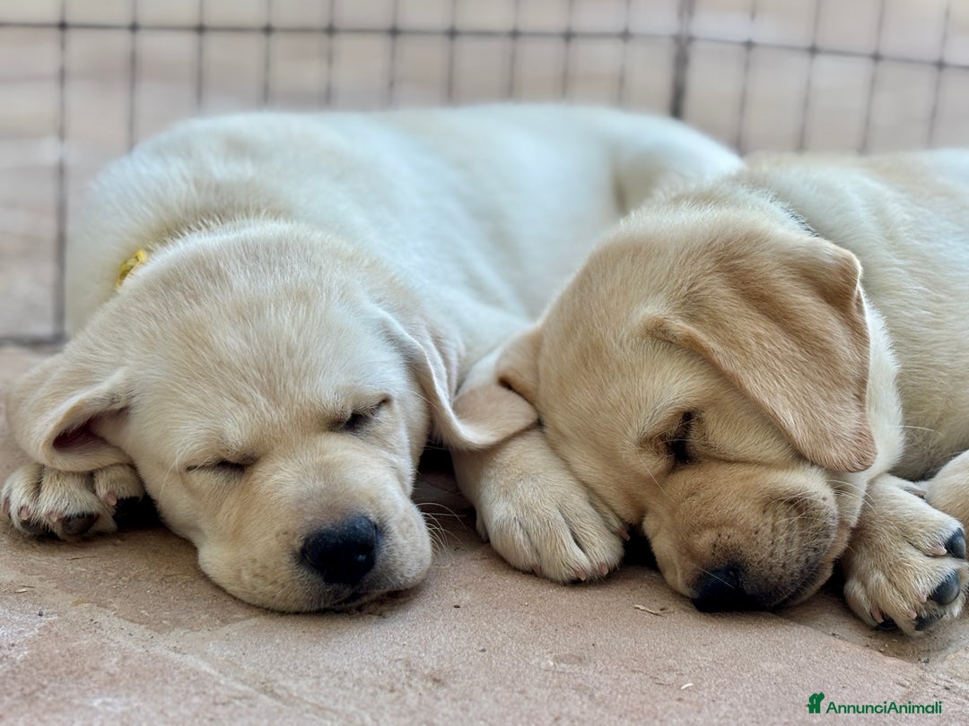 Labrador cani in vendita: Cuccioli di Labrador Retriever a Provincia di Prato - Immagine 4