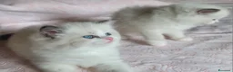 Ragdoll gatti in vendita: Ragdoll con pedigree  - Annuncio 5