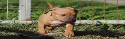 Pitbull cani in vendita: Cuccioli Pit Bull con Pedigree anche a rate - Annuncio 22