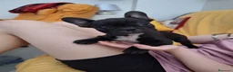 Bulldog Francese cani in vendita: Cucciola Bulldog francese  - Annuncio 3