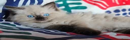 Ragdoll gatti in vendita: Meravigliosa cucciolata Ragdoll  - Annuncio 5