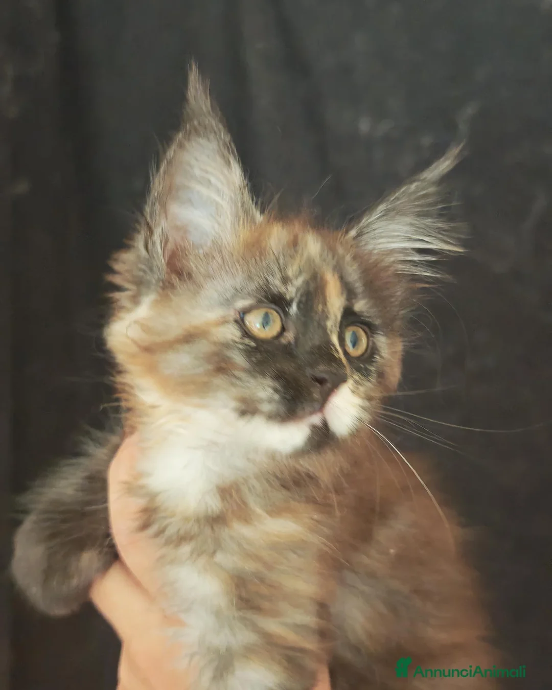 Maine Coon gatti in vendita: Cuccioli di Maine Coon - Annuncio 2