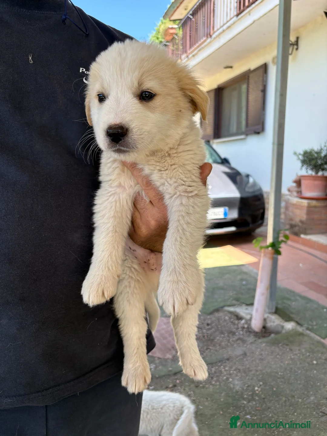 Meticcio cani in regalo: Cuccioli Simil Labrador in regalo a Città metropolitana di Roma Capitale - Annuncio 8