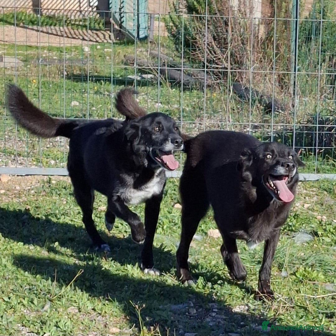 Meticcio cani in regalo: Crik&Crok Cerca Famiglia. Info Monica 3890238584 - Annuncio 22