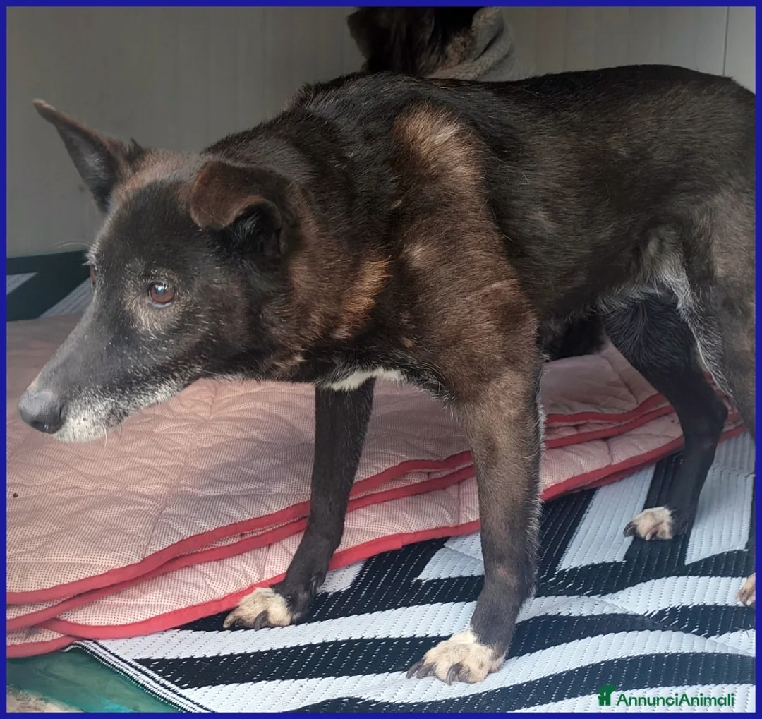 Meticcio cani in regalo: TATA MATILDA 14 ANNI, TUTTA LA VITA IN CANILE  - Annuncio 12