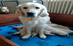 Golden Retriever cani in vendita: Cucciolo Golden Retriever a Provincia di Alessandria - Immagine 4