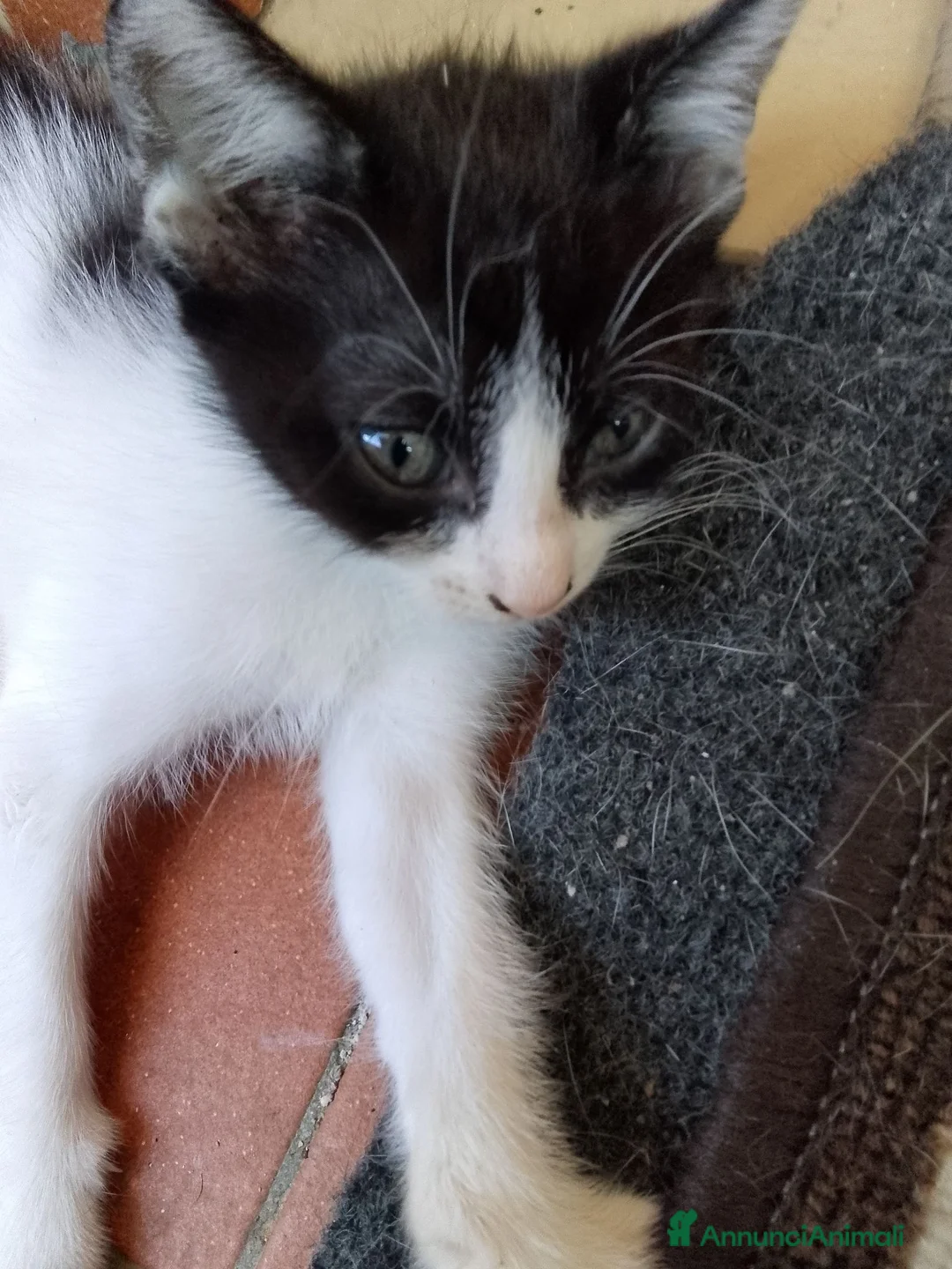 Europeo gatti in regalo: Gattino cerca famiglia  - Annuncio 2
